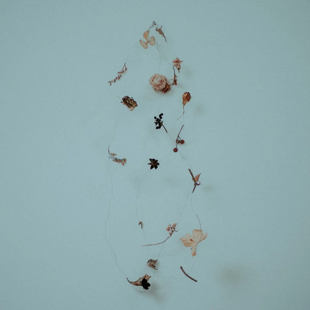 a bunch of dried flowers hanging on a wall, an album cover, by Elsa Bleda, pexels contest winner, conceptual art, floating. greenish blue, flying debris, ultra minimalistic, spidery irregular shapes