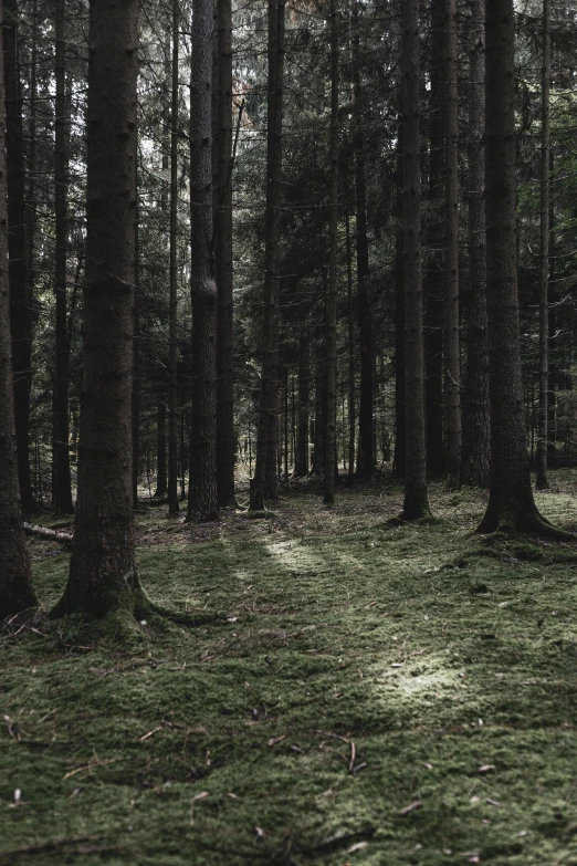 a forest filled with lots of tall trees, a picture, by Jesper Knudsen, unsplash contest winner, dark shadowy surroundings, mossy ground, ((trees)), sparse pine trees