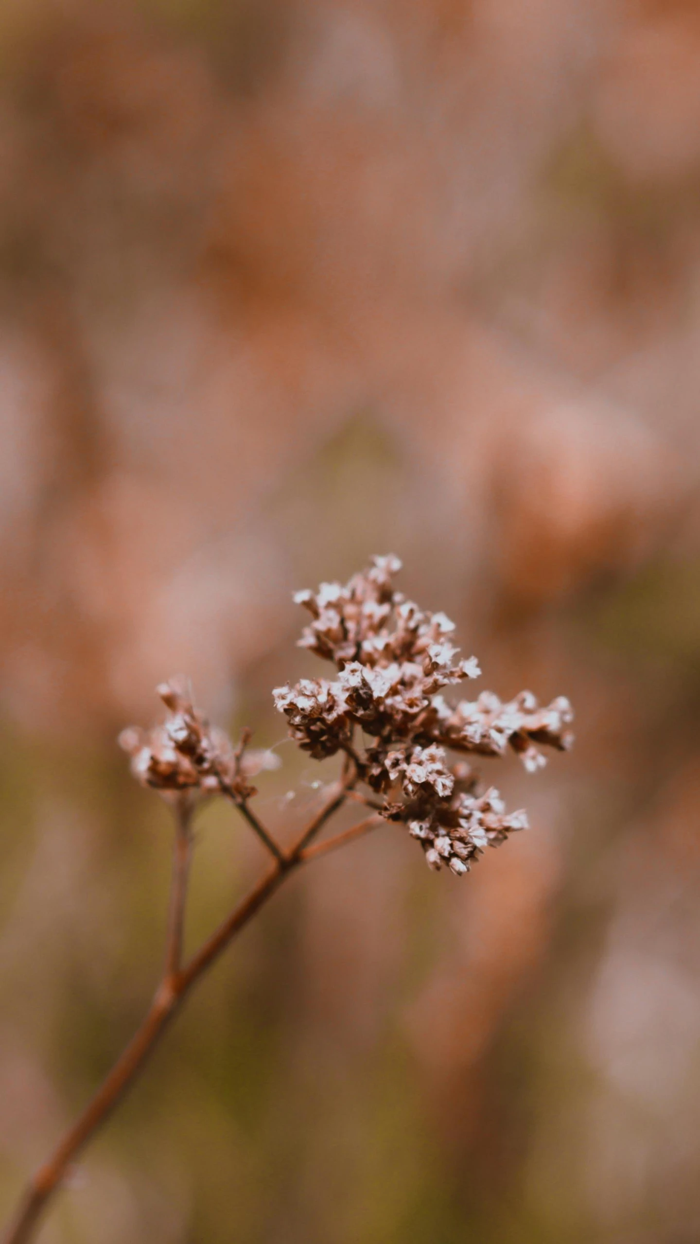 a close up of a flower with a blurry background, unsplash, tonalism, brown mist, gypsophila, shot on sony a 7, digital image