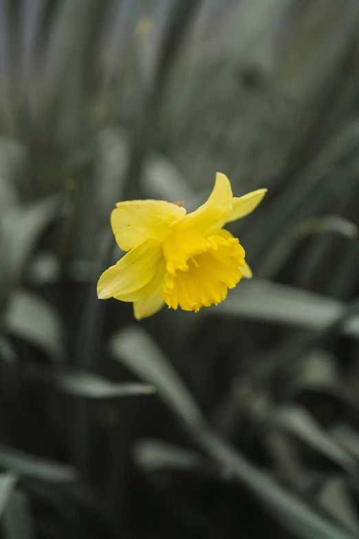 a single yellow flower sitting on top of a green plant, a picture, by David Simpson, unsplash, daffodils, medium format. soft light, slate, waving