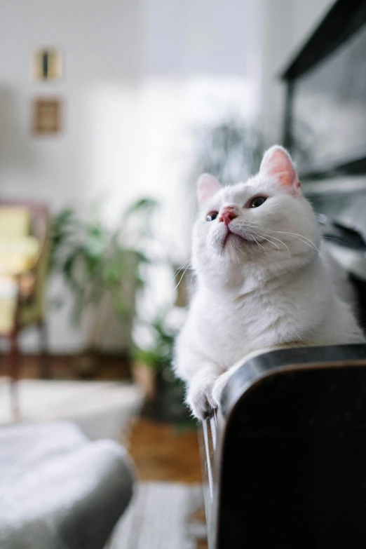 a white cat sitting on top of a black chair, by Julia Pishtar, unsplash, multiple stories, cheeks, on kitchen table, up there