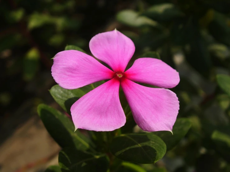 a close up of a pink flower with green leaves, by Jan Rustem, pexels contest winner, hurufiyya, crown of thorns, in bloom greenhouse, today\'s featured photograph 4k, barely lit warm violet red light