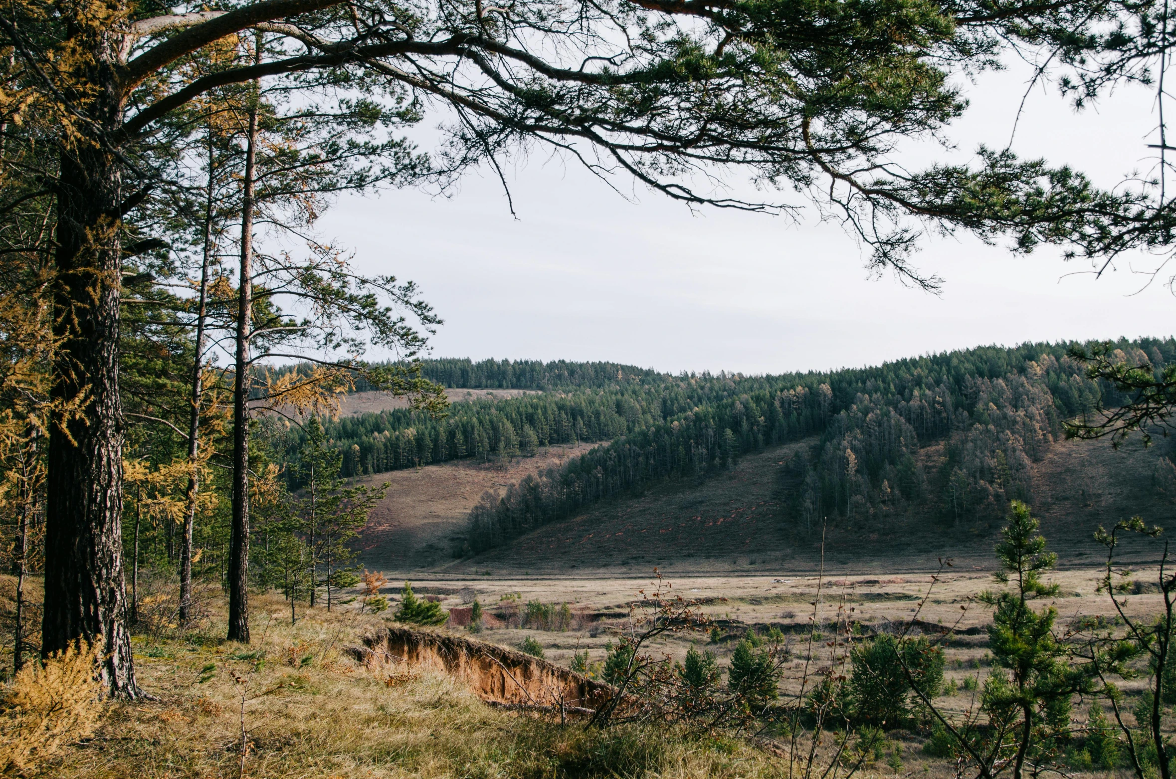 a red fire hydrant sitting in the middle of a forest, by Grytė Pintukaitė, les nabis, valley in the distance, southern slav features, forest picnic, sparse pine trees