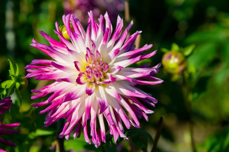 a close up of a purple and white flower, dahlias, seven pointed pink star, multi - coloured, striking pose