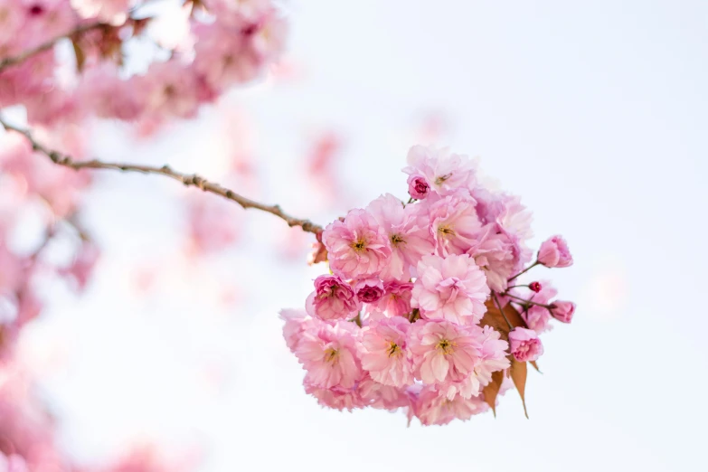 a close up of some pink flowers on a tree, by Niko Henrichon, trending on unsplash, fan favorite, sakura flower, with a white background, けもの