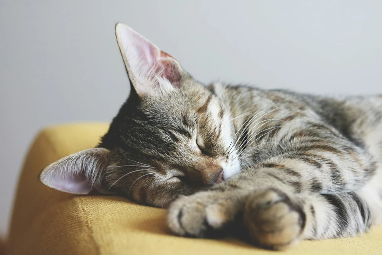 a cat sleeping on top of a yellow chair, trending on pexels, renaissance, resting on a pillow, thumbnail, with closed eyes, laying on a bed