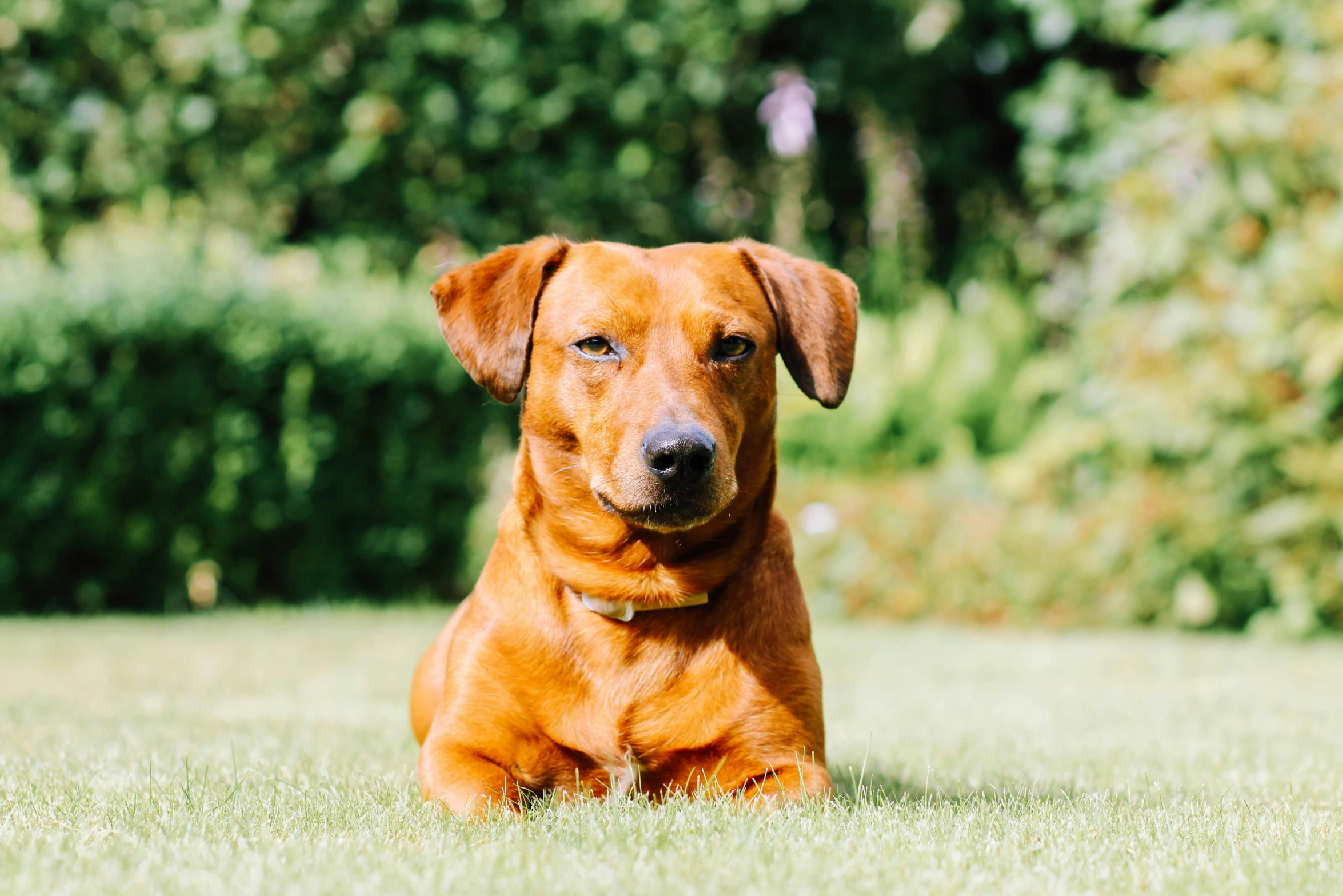 a brown dog laying on top of a lush green field, a portrait, by Julia Pishtar, pexels contest winner, chorizo sausage, slightly tanned, a brightly coloured, youtube thumbnail