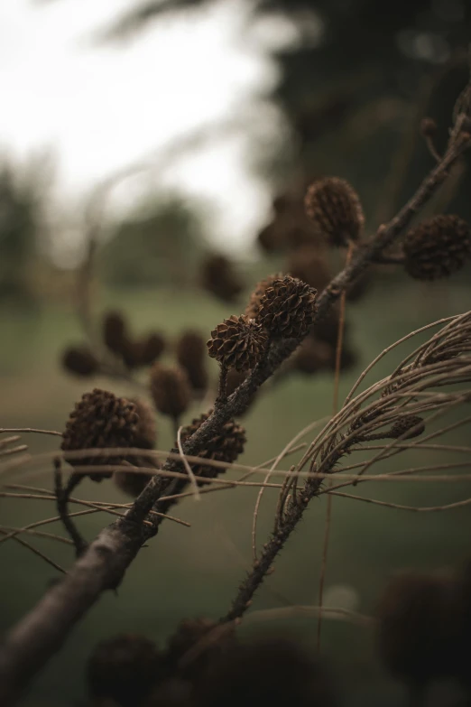 a close up of a plant in a field, inspired by Patrick Dougherty, unsplash contest winner, australian tonalism, acorns, willow trees, ::, coxcomb