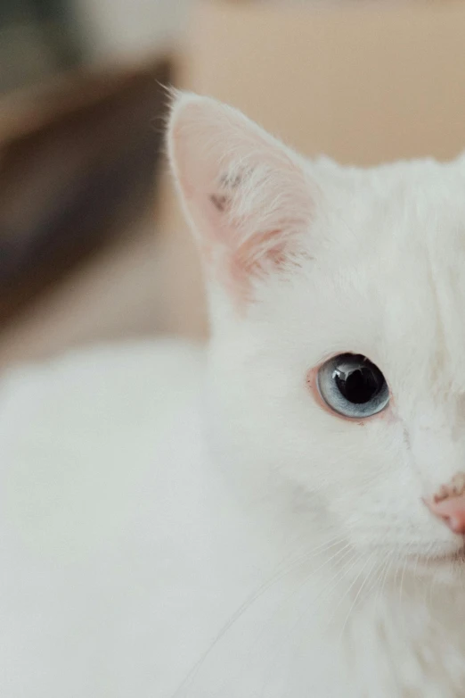 a close up of a white cat with blue eyes, an album cover, trending on unsplash, extremely pale, indoor picture, albino, ultra - detailed
