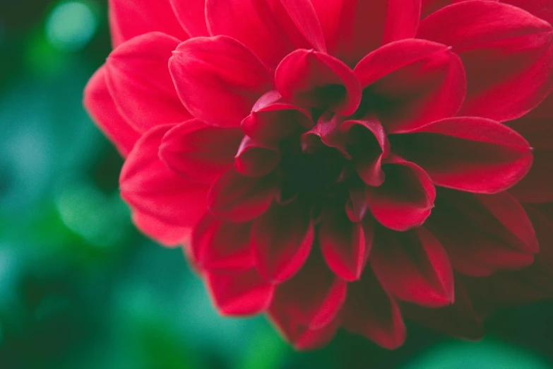 a red flower with green leaves in the background, pexels contest winner, renaissance, dahlias, high resolution print :1 red, detail shot, instagram post