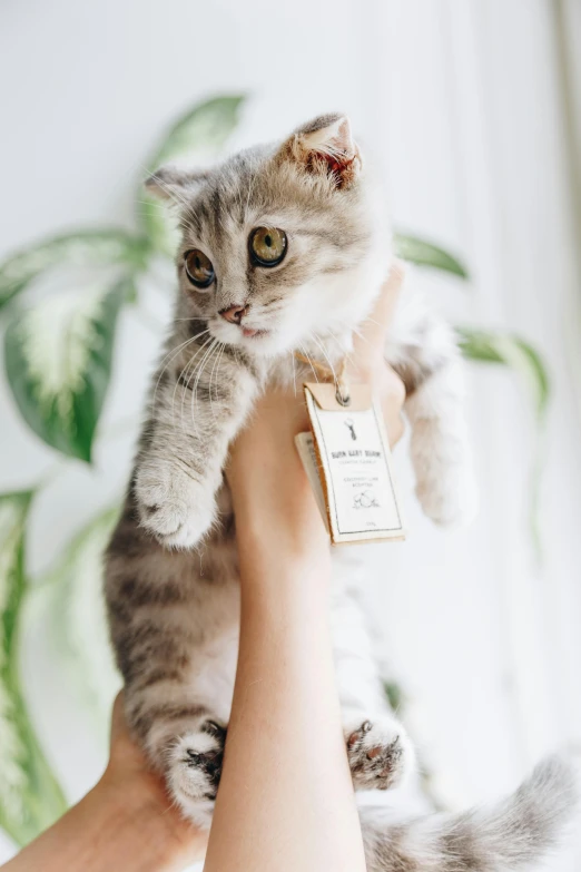 a person holding a cat up in the air, product label, tag, botanicals, closeup of an adorable