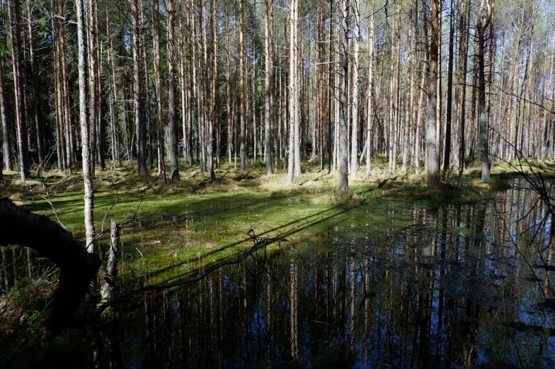 a small pond in the middle of a forest, by Grytė Pintukaitė, unsplash, hurufiyya, water reflection on the floor, swamp, russian landscape, ((forest))