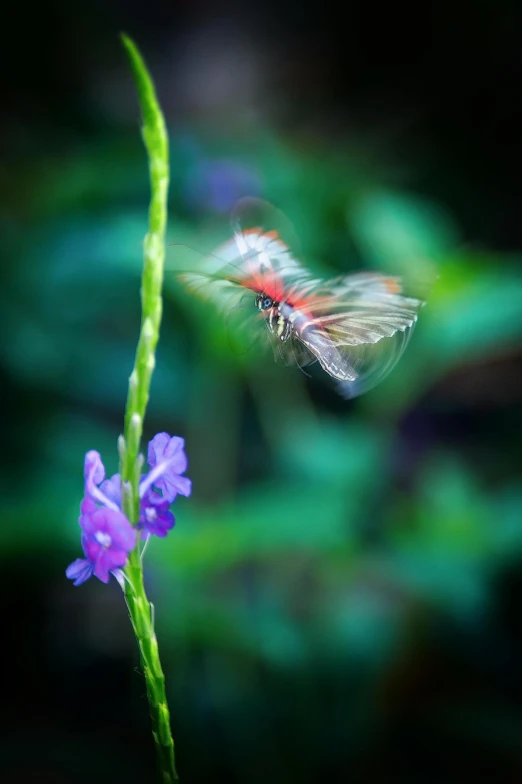 a butterfly sitting on top of a purple flower, a macro photograph, by Jan Rustem, in motion, purple and red, transparent wings, paul barson