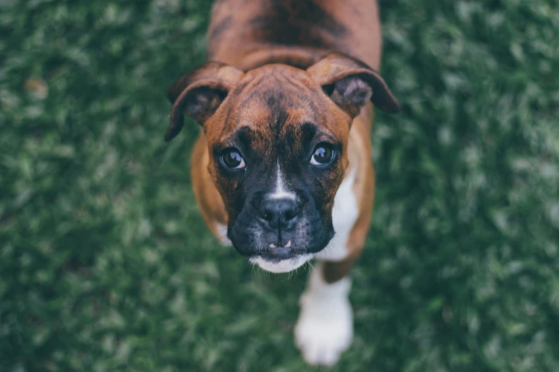 a brown and white dog standing on top of a lush green field, pexels contest winner, renaissance, boxer, high angle close up shot, portrait featured on unsplash, clean symmetrical face