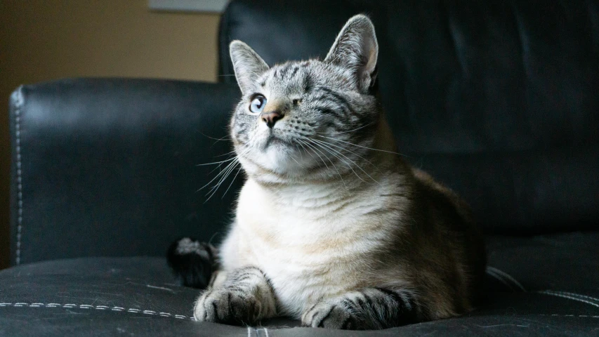 a close up of a cat sitting on a couch, looking upwards, light grey-blue eyes, doing a majestic pose