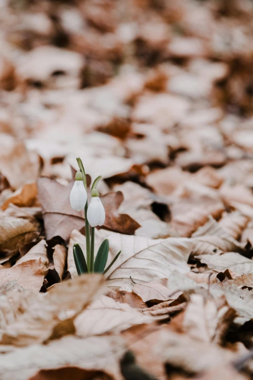 a small white flower sitting on top of a pile of leaves, unsplash, winter forest, tulip, on ground, 1 6 x 1 6