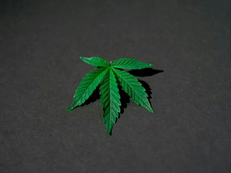 a marijuana leaf on a black surface, trending on pexels, miniature product photo, 王琛, decoration, 3-dimensional