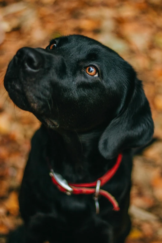 a black dog sitting on top of a pile of leaves, by Nick Fudge, pexels contest winner, close - up of face, wearing collar, thoughtful ), labrador