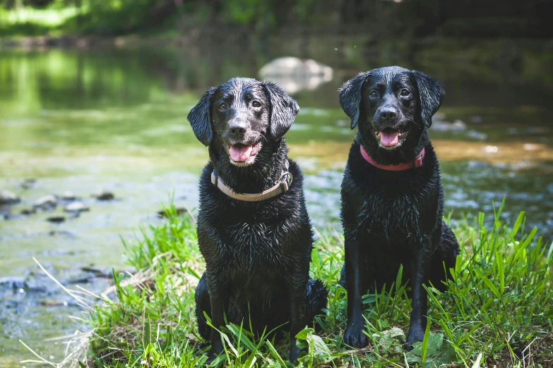 a couple of black dogs sitting on top of a lush green field, a portrait, pexels contest winner, standing next to water, jenna barton, relaxing, hunting