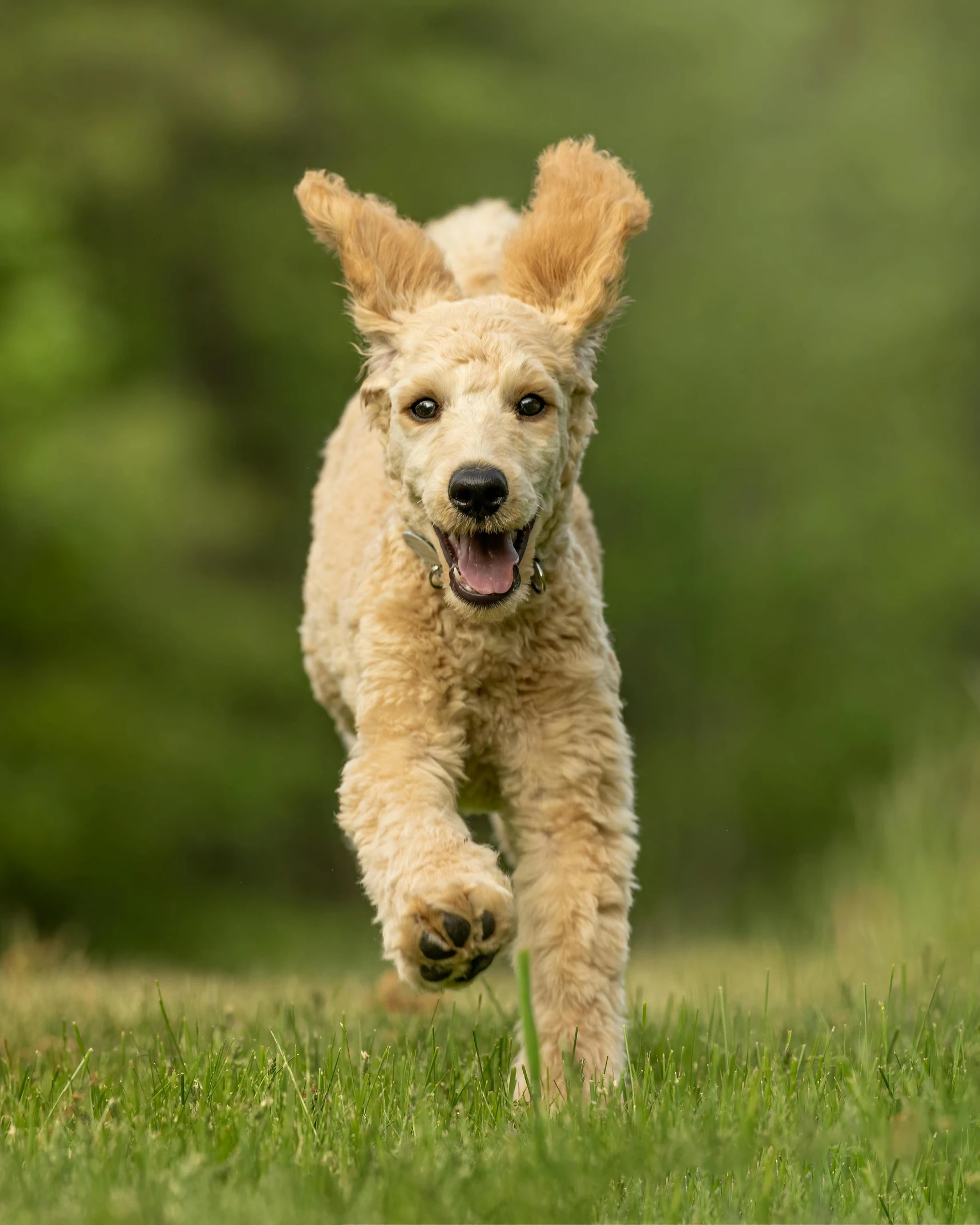 a dog running across a lush green field, blonde curly hair, lgbtq, large ears, instagram post