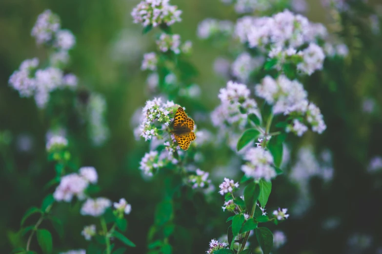 a butterfly sitting on top of a white flower, inspired by Elsa Bleda, pexels contest winner, mint leaves, lilac bushes, gold and green, clover