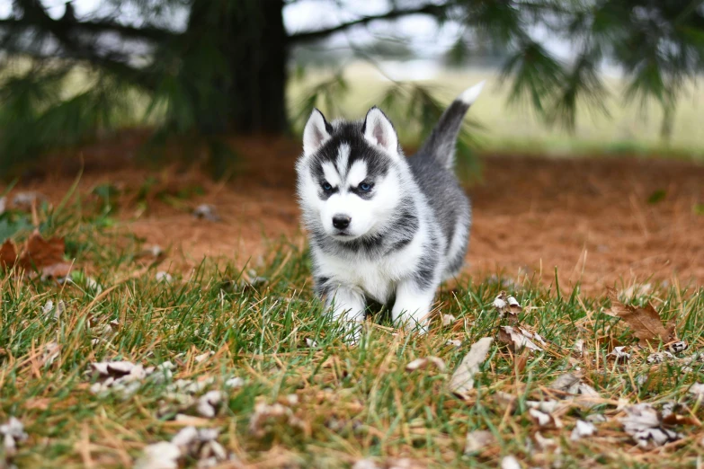 a dog that is standing in the grass, next to a tree, silver, information, puppies