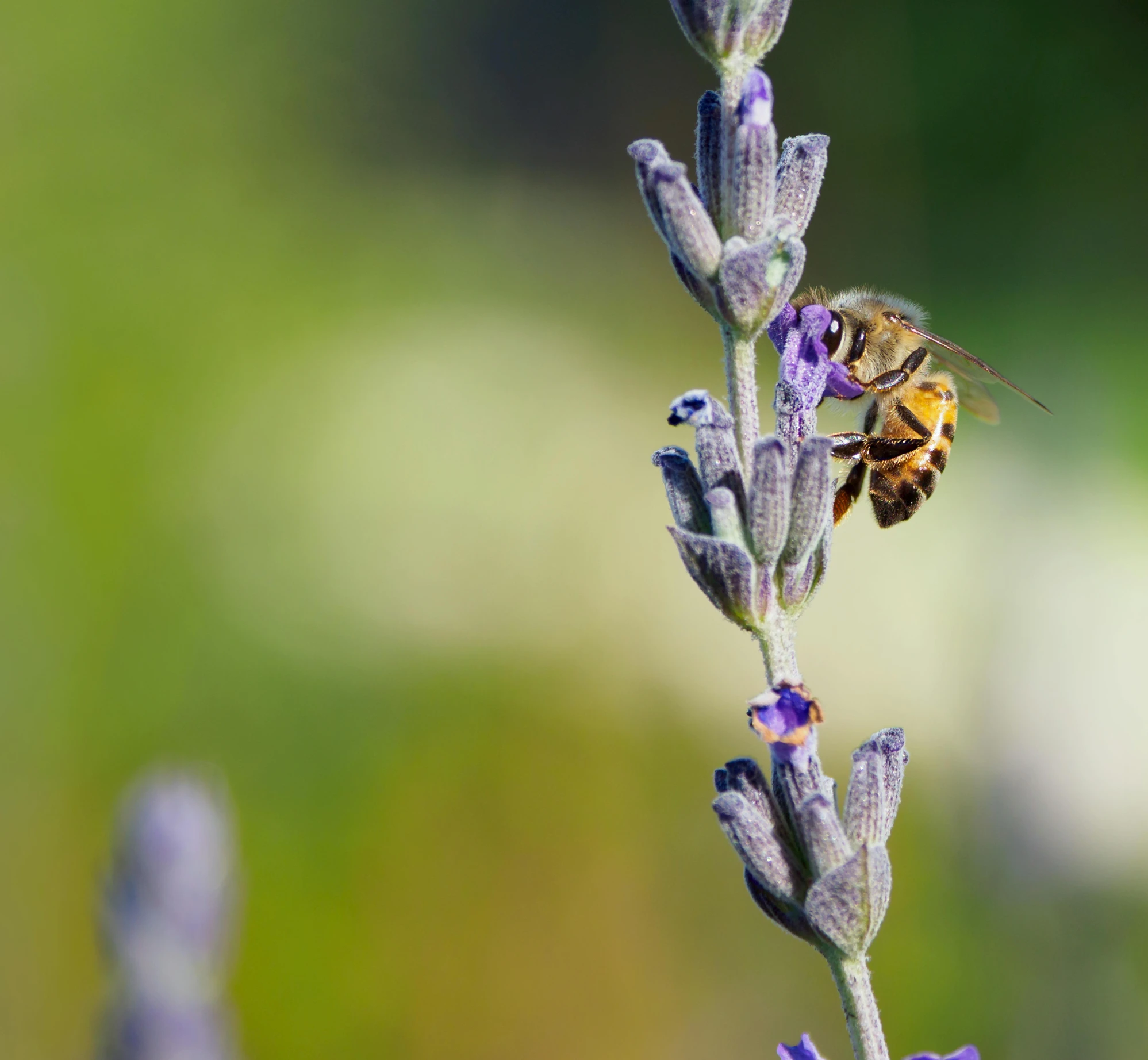 a bee sitting on top of a purple flower