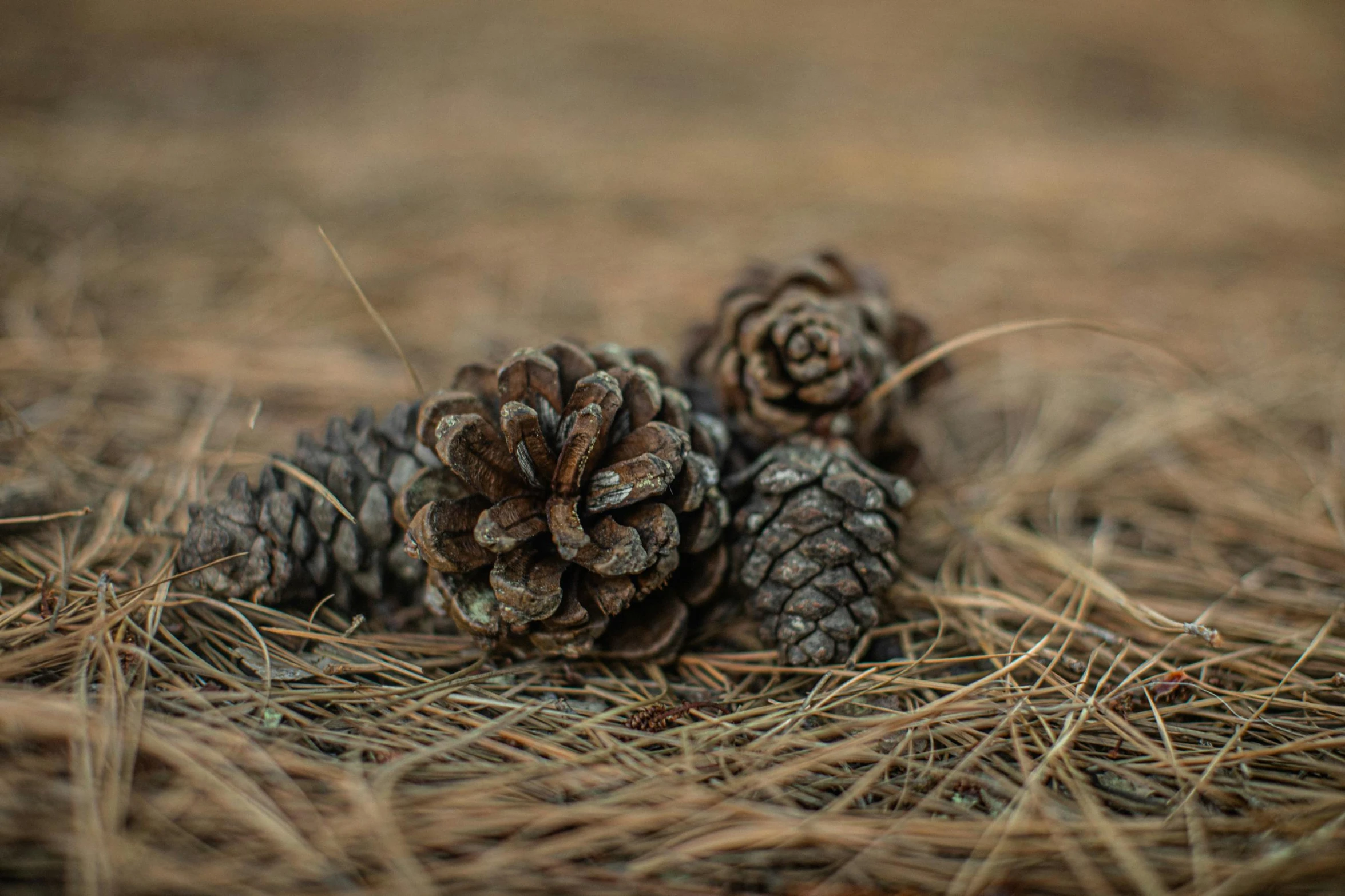 three pine cones laying on the ground, a portrait, unsplash, land art, brown, tumbleweed, landscape photo, modeled