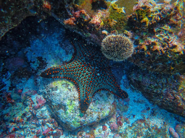 a close up of a starfish on a coral reef, a mosaic, by Emanuel Witz, pexels, scuba diving, polka dot, underwater shrine, 🦩🪐🐞👩🏻🦳