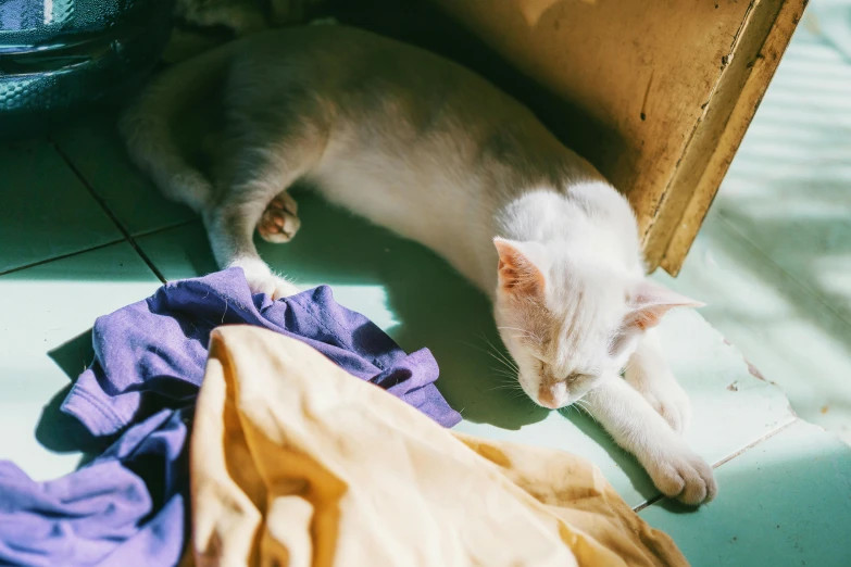 a white cat laying on the floor next to a pile of clothes, by Elsa Bleda, trending on unsplash, happening, sun dappled, blue clothes, sweating, armored cat