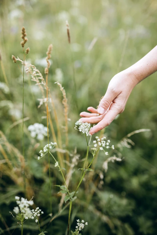 a person holding a flower in a field, by Anna Boch, unsplash, naturalism, weeds and grass, gypsophila, sleek hands, herbs