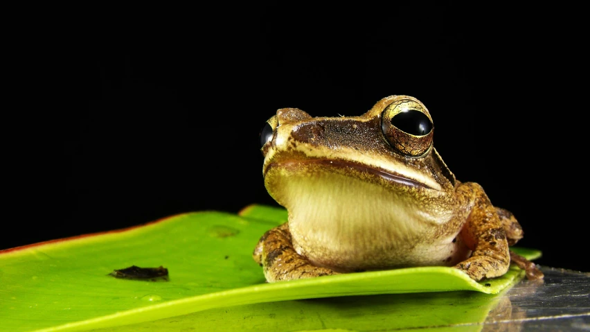 a frog sitting on top of a green leaf, trending on pexels, renaissance, big gold eyes, avatar image, brown, australian