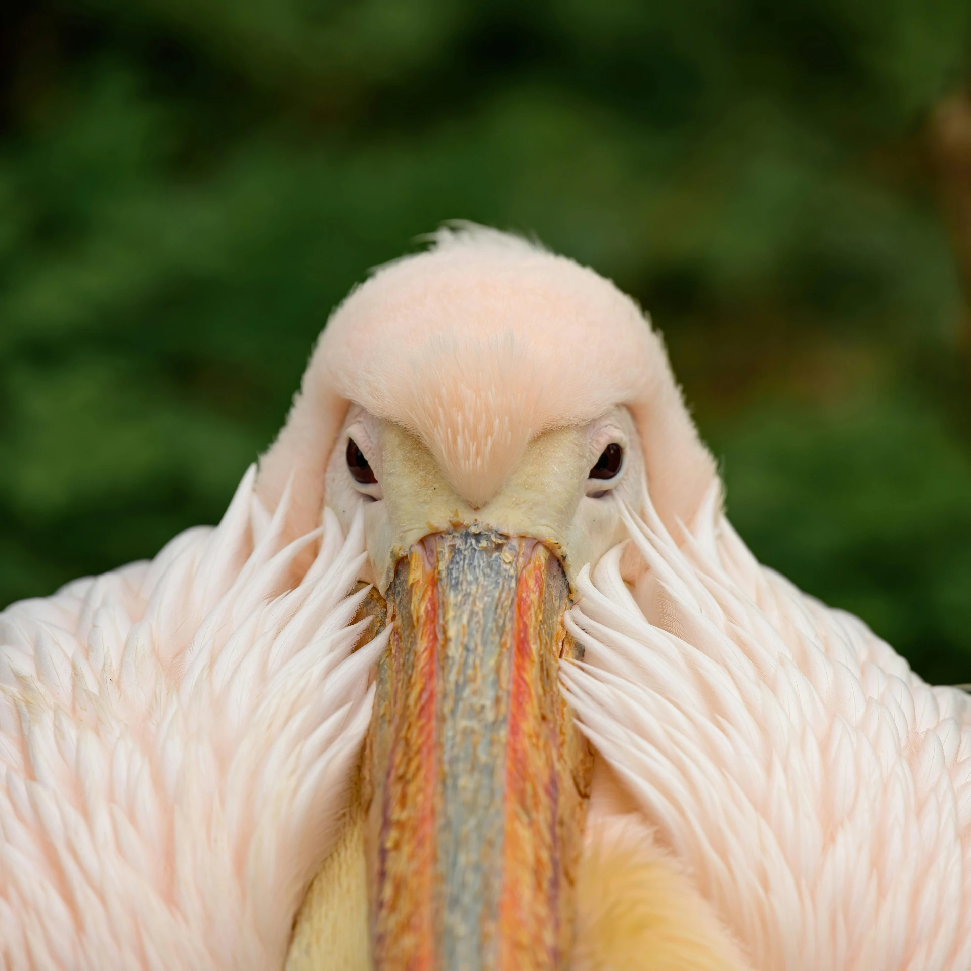 a close up of a bird with a long beak, pexels contest winner, renaissance, pink, intense albino, lop eared, extremely symmetrical