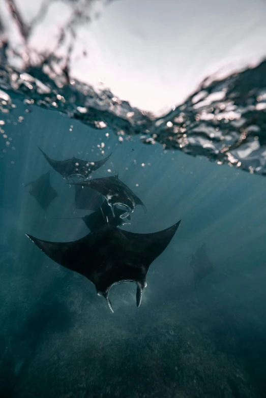 a manta ray swimming in the ocean, a picture, by Daniel Seghers, unsplash contest winner, sumatraism, sirens, devils, 🦑 design, iceland