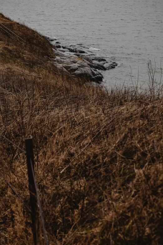 a couple of sheep standing on top of a grass covered hillside, an album cover, unsplash, land art, shore, brown, early spring, tall kelp