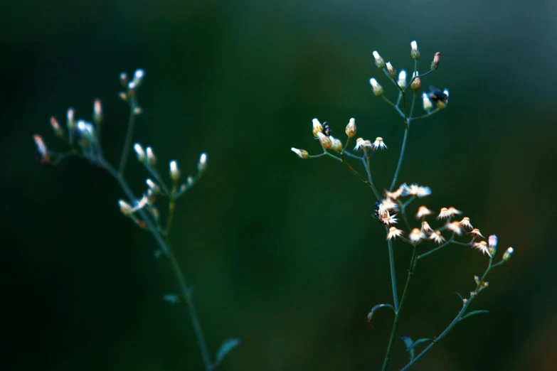 a close up of a plant with small white flowers, a macro photograph, unsplash, minimalism, fireflies, shot on sony a 7, meadow, seeds