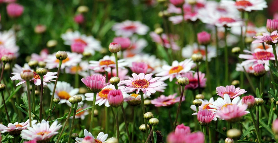 a field full of pink and white flowers, inspired by Elsie Few, pexels, chrysanthemum eos-1d, 'groovy', botanic garden, multi - coloured