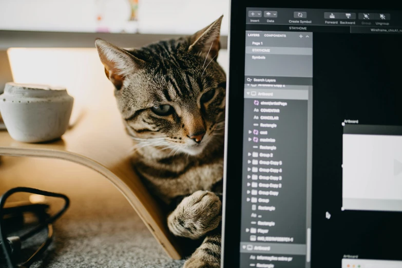 a cat sitting on top of a desk next to a computer, by Julia Pishtar, trending on pexels, mobile learning app prototype, lightroom hyperdetailed, thumbnail, ui and ux