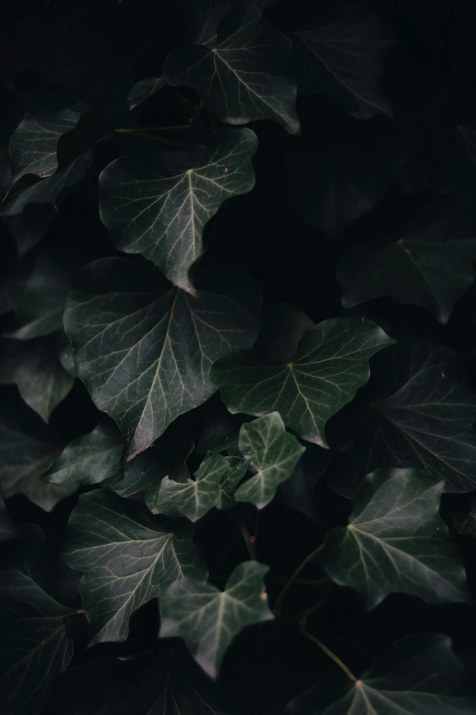 a close up of a plant with green leaves, dark undertones, ivy, unsplash 4k, alessio albi