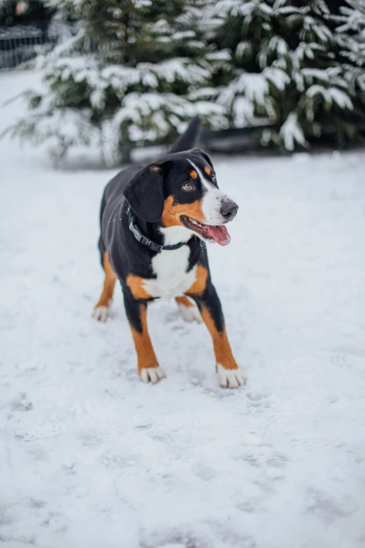 a dog that is standing in the snow