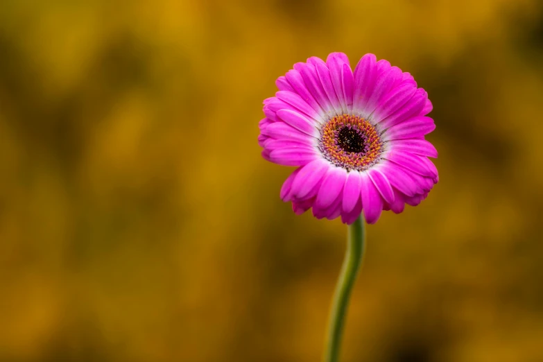 a single pink flower in front of a yellow background, by Andries Stock, pexels contest winner, shallow depth of field hdr 8 k, portrait of tall, green magenta and gold, portrait of a small