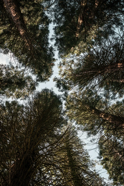 a group of tall pine trees in a forest, by Jacob Toorenvliet, unsplash, precisionism, looking at the ceiling, ((trees)), high-angle, spaghettification