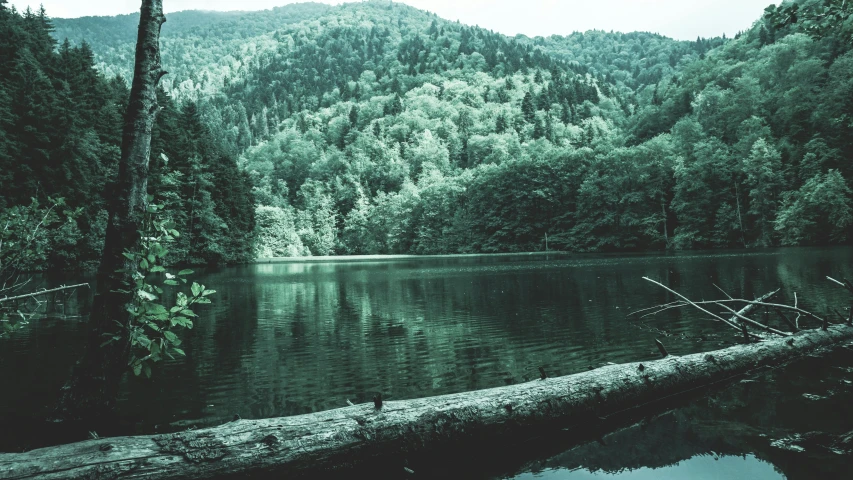 a large log sitting in the middle of a lake, inspired by Elsa Bleda, unsplash contest winner, hurufiyya, japan lush forest, monochromatic green, appalachian mountains, 2 5 6 x 2 5 6 pixels