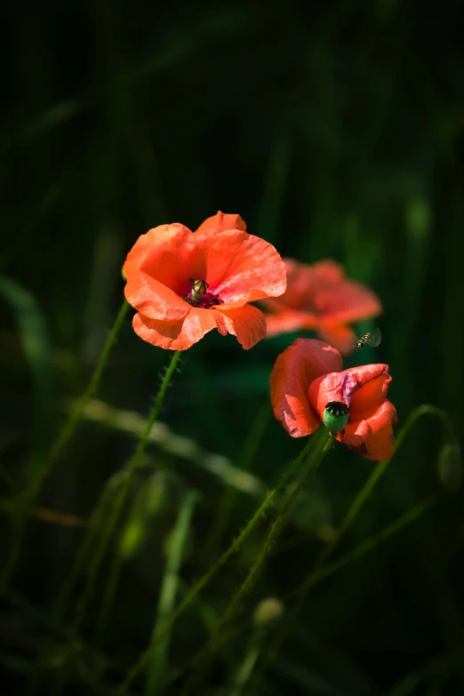 a group of red flowers sitting on top of a lush green field, a portrait, pexels contest winner, romanticism, paul barson, poppy, slide show, vibrant orange