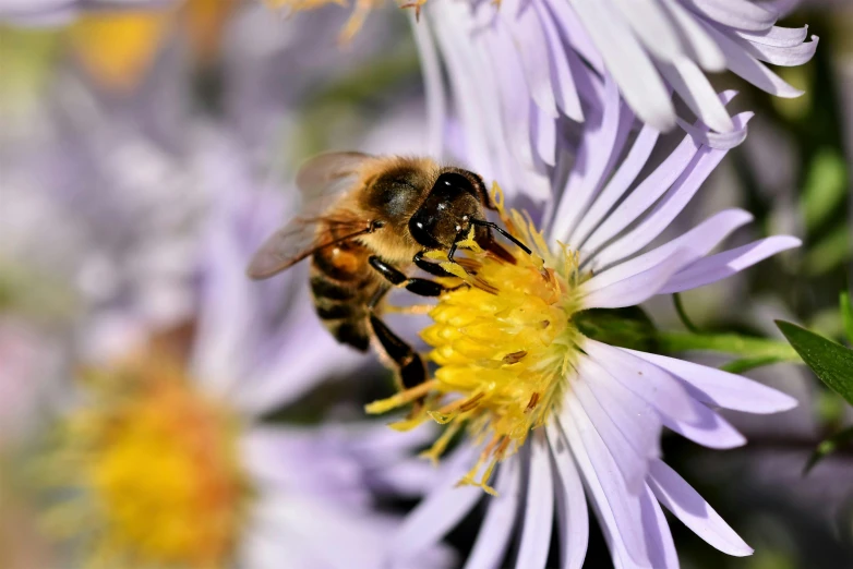 a close up of a bee on a flower, pexels, fan favorite, high resolution, ari aster, brown