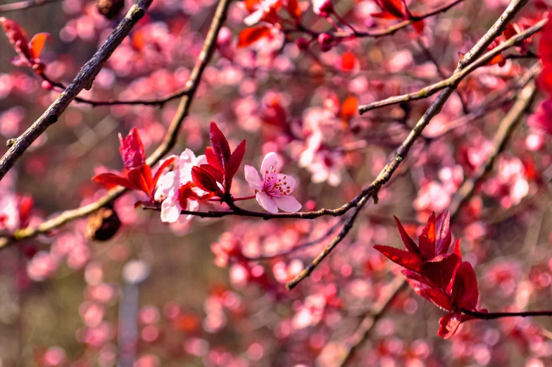 a close up of a bunch of flowers on a tree, by Niko Henrichon, trending on pexels, pink and red colors, plum blossom, paul barson, red and orange colored