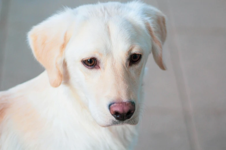 a close up of a dog looking at the camera, extremely pale, square nose, shot with sony alpha, white