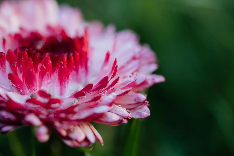 a close up of a pink and white flower, a macro photograph, unsplash, vibrant but dreary red, gardening, shot on sony a 7, coxcomb