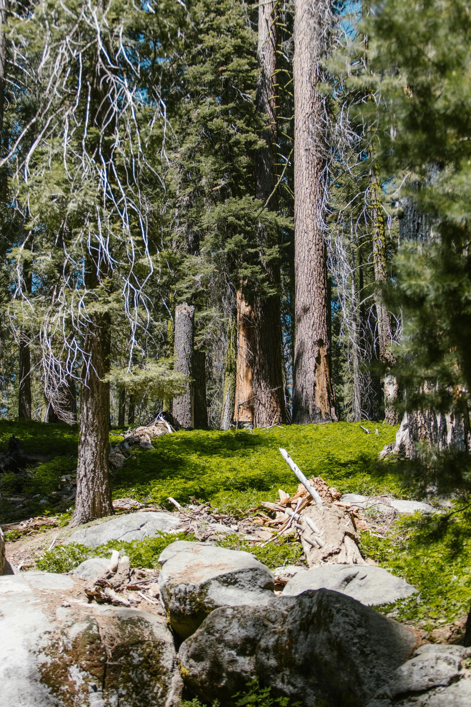 a man riding a snowboard down a snow covered slope, by Arnie Swekel, unsplash, process art, huge tree trunks, meadow in the forest, rocky meadows, yosemite