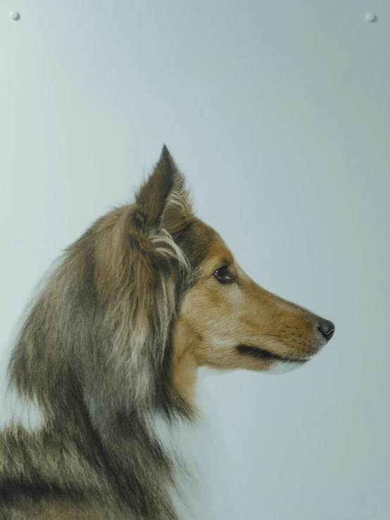 a close up of a dog's head against a wall, by Emma Andijewska, pexels contest winner, hyperrealism, elegant profile pose, on clear background, fluffy tail, high resolution image